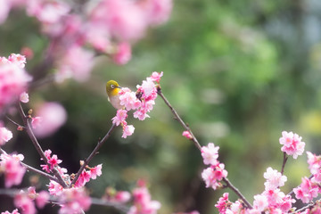 Fototapeta na wymiar 沖縄に咲く紅いヒカンザクラとメジロ、桜、寒緋桜