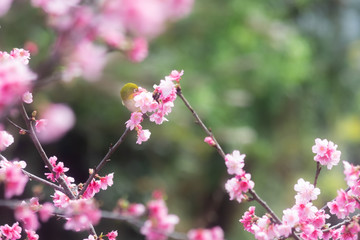沖縄に咲く紅いヒカンザクラとメジロ、桜、寒緋桜
