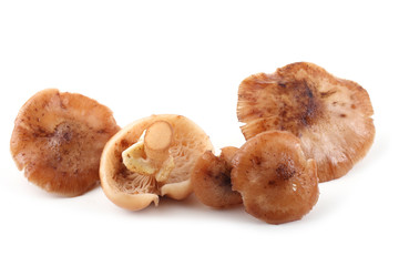 Honey fungus mushrooms