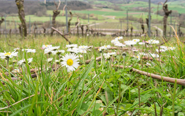 Frühlingsanfang im Weinberg