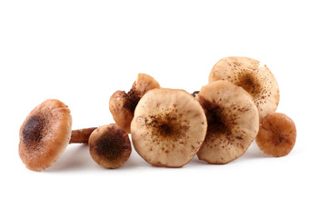 Honey fungus mushrooms