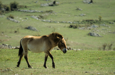 Cheval de Przewalski, Equus przewalski,  Causse Méjean , Parc naturel régional des grands causses , 48