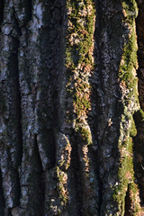 bark of a tree