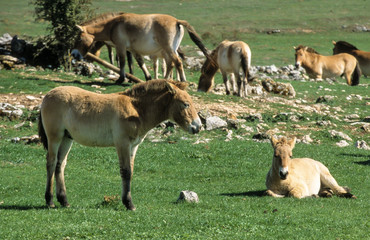 Cheval de Przewalski, Equus przewalski,  Causse Méjean , Parc naturel régional des grands causses , 48