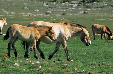 Cheval de Przewalski, Equus przewalski,  Causse Méjean , Parc naturel régional des grands causses...