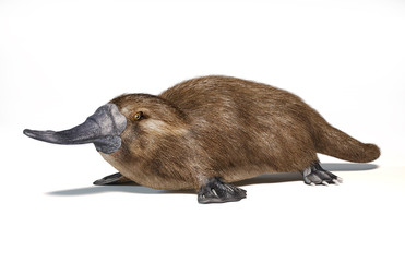 Platypus duck-billed animal. (Ornithorhynchus anatinus) 3D illustration.