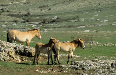 Cheval de Przewalski, Equus przewalski,  Causse Méjean , Parc naturel régional des grands causses , 48