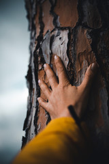 mano tocando la corteza del tronco de un árbol 