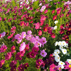 Fototapeta premium pink flowers in the garden