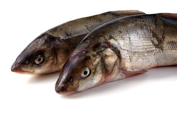 Rudd fishes