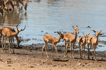 Fototapeta na wymiar Impala, femelle, male, Aepyceros melampus