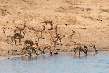 Impala, femelle, male, Aepyceros melampus