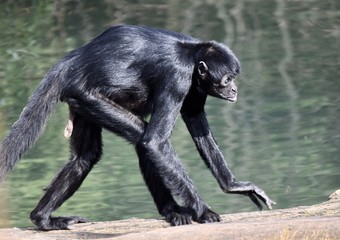 spider monkey walking 