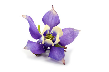 Blue aquilegia flower