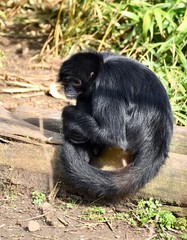 cute black spider monkey 