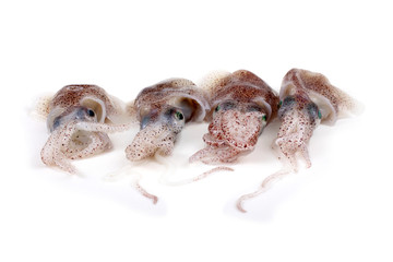 Little cuttlefishes