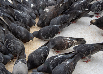 Cold snowy winter pigeons eat extra food herculean grits