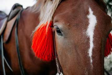 portrait of a horse