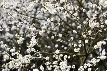 beautiful white spring blossom background landscape 