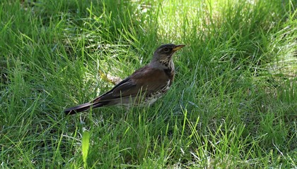 bird in the grass