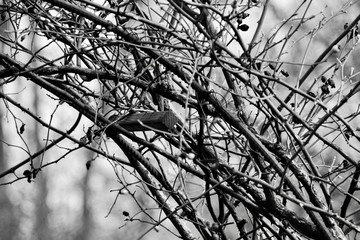 artistic monochrome twig structure nature background 