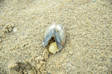 Fototapeta na wymiar The surface of the sandy beach with empty shell of the bivalve mollusk