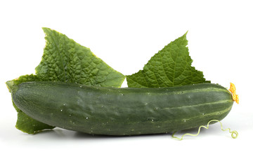 Cucumber, leaves and tendrils