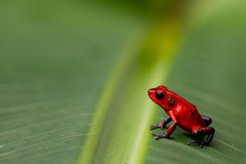 Strawberry Poison Dart Frog