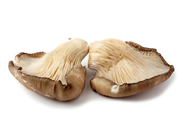 Oyster mushrooms