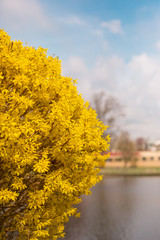 Yellow color tree in Cherry Blossom festivals with Clouds in the sky in Background