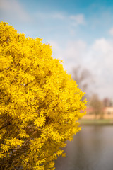 Yellow color tree in Cherry Blossom festivals with Clouds in the sky in Background
