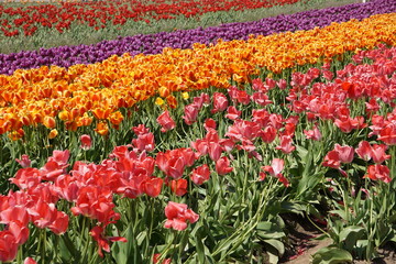 Festival Tulipan Woordburn Oregon