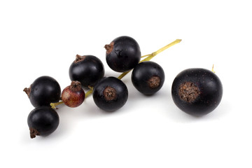 Cluster of black currant