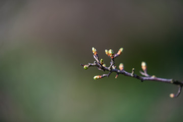 spring starts earlier  on the flowers on the trees and bushes
