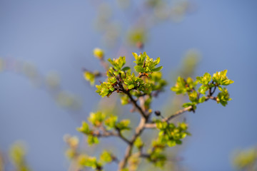 spring starts earlier  on the flowers on the trees and bushes