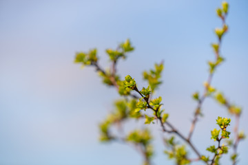 spring starts earlier  on the flowers on the trees and bushes
