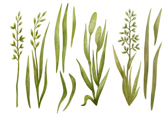 Watercolor set with wild meadow herbs. Botanical illustration with branches of grass. Green wild plants for covers, posters, cards, decoration.