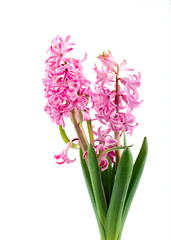 Pink Hyacinth flower
