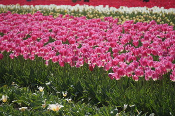 Festival Tulipan Woordburn Oregon