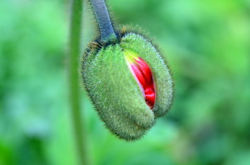 Obraz premium Aufgehende Mohnblüte