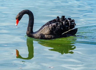 der schwarze Schwan; the black swan