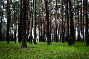 Beautiful pine forest in the spring. Natural environment.  Nature  environment, branches and trees. Travel in nature by walking.