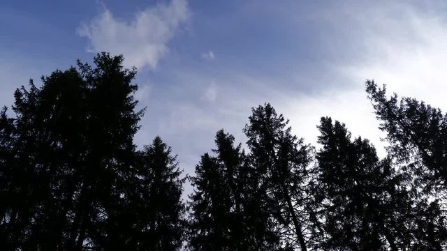 Sillhouette of pine trees gently moved by the spring wind, vibrant blue sky with white clouds.