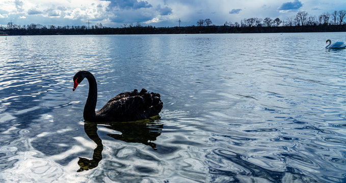 der schwarze Schwan; the black swan