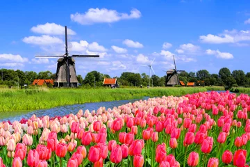 Fotobehang Traditional Dutch windmills along a canal with pink tulip flowers in the foreground, Netherlands © Jenifoto
