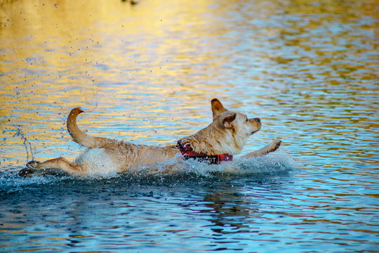 Cane si tuffa in acqua