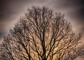 Ein kahler Baum im Winter vor einem dramatischen Himmel