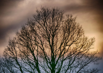 Ein kahler Baum im Winter vor einem dramatischen Himmel