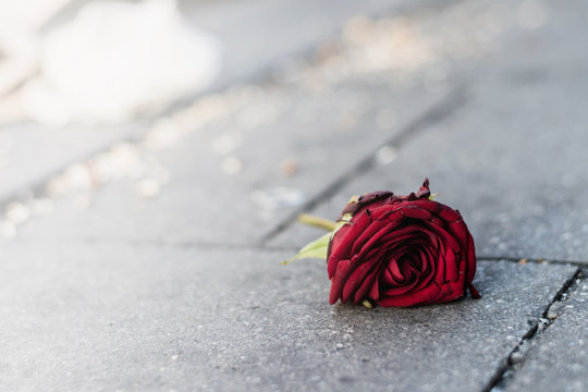 Violence In Bad Romance Valentine's Day Concept. Spoiled Petals Of Roses And Broken Glass On Floor After Fight.