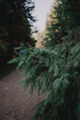 christmas tree  in the forest